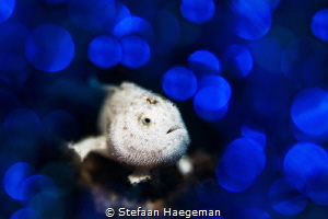Frogfish by Stefaan Haegeman 